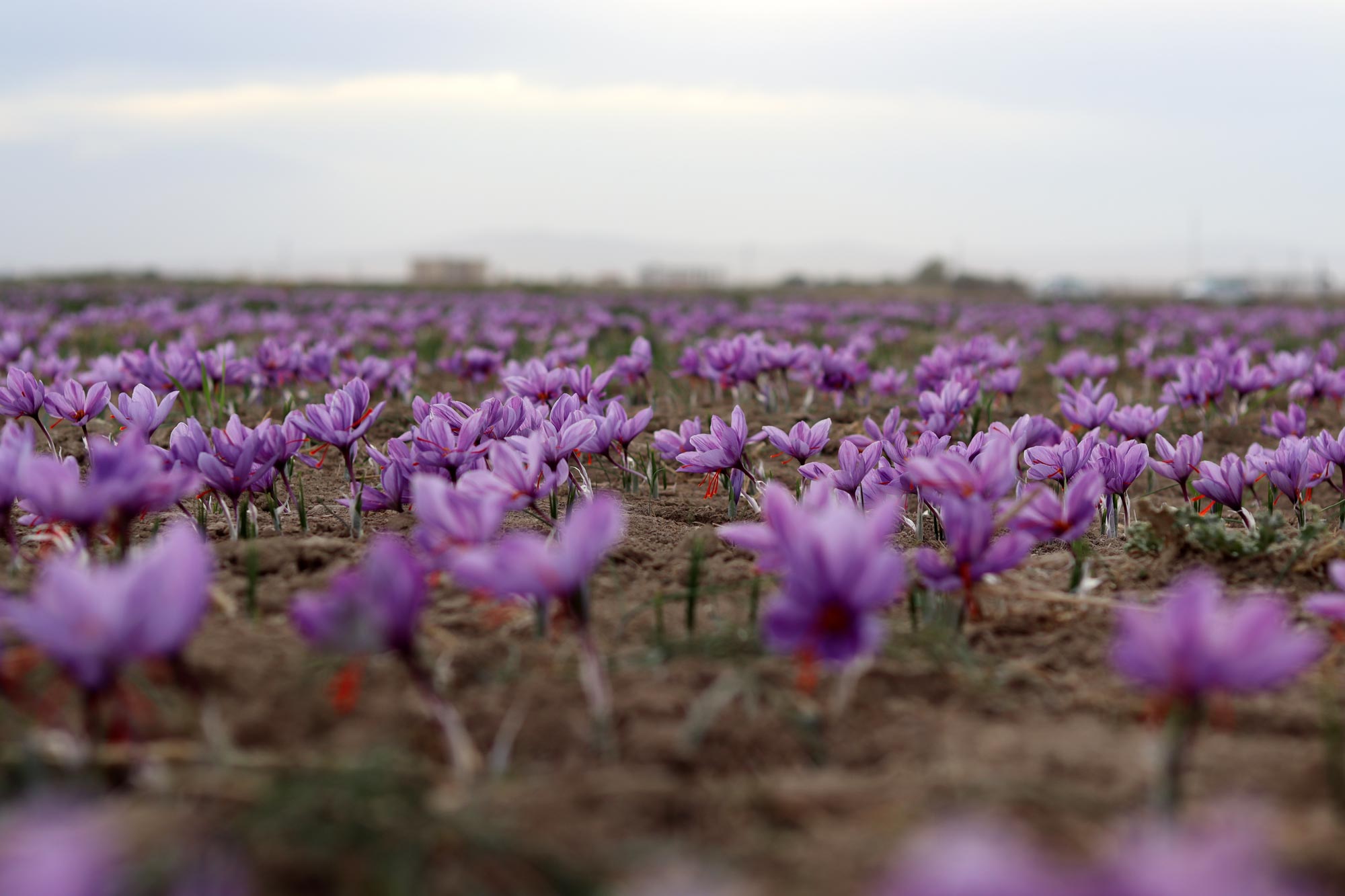 Saffron Farm